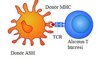 sitotoksik etki gösterirler. Antijen sunumları B ve T hücreleri için farklıdır. Hastada donör HLA moleküllerini tanıyan B-hücre reseptörü (BCR) bulunan B hücreleri vardır (15).