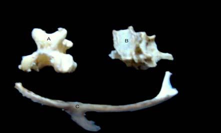 Cilt : 24, Sayı : 3 Çamurcun (Anas crecca) İskelet Sistemi Üzerinde Ekim 2010 Os nasale: Cavum nasi nin dorsal ve lateral sınırlarının büyük bölümünü oluşturmaktaydı.