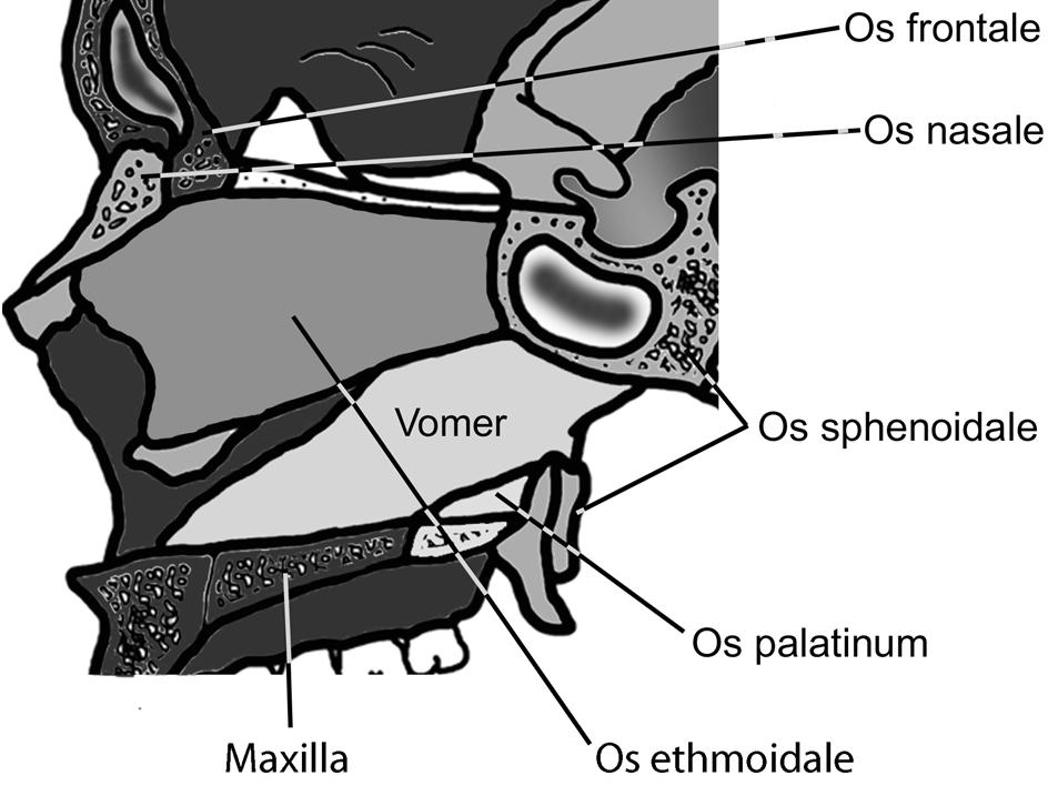 20 Maxilla (üst