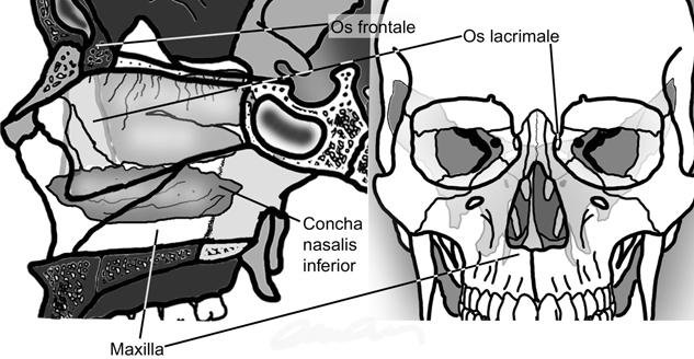 komşuluk 1 Maxilla