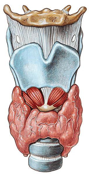 35 6.2. TİROİD BEZİ 6.2.1. Tiroid Bezi Anatomisi ve Histolojisi Tiroid bezi boynun ön bölümünde, larinksin yarı alt-ön ve trakeanın üst-ön bölümünde yer alır.