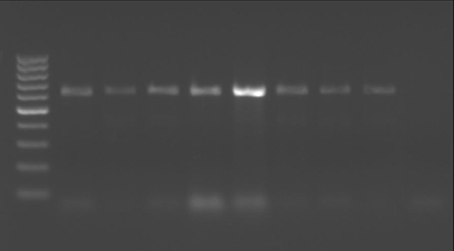 82 Çizelge 4.9. RT-PCR testi sonucunda CMV ile bulaşık olduğu belirlenen örnekler Yılı Yer Örnek Bitki* Ġzolat Konya-Merkez SelHB.25 H C-17 KBDT.4 ÇK C-18 Konya-Çumra Ç.
