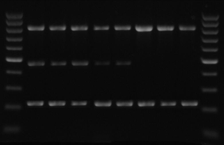85 PRSV-W için, daha önce PRSV-W ile bulaşık olduğu serolojik olarak belirlenen 2 örnekten (Çizelge 4.11) izole edilen TRNA ler ile gerçekleştirilen RT-PCR testinde virüse spesifik PRSV-W-Upst.