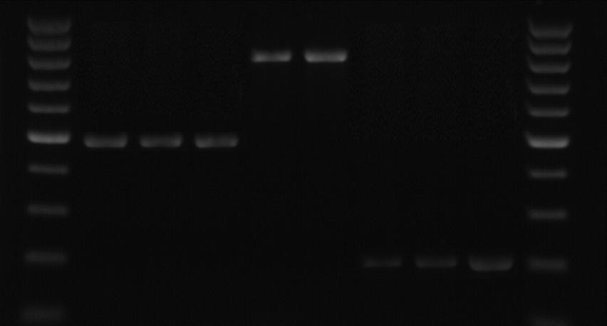 86 DAS-ELISA testlemeleri sonucunda karışık enfeksiyonların saptandığı bazı bitki örnekleri (Çizelge 4.12) ndeki virüs enfeksiyonları RT-PCR yöntemi ile de doğrulanmıştır (Şekil 4.15). Çizelge 4.13.