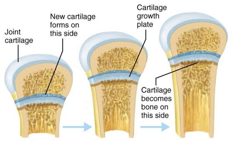 Çocuk ve Gençlerde vücut yapılarındaki değişiklikler Kemik gelişimi Kafatasının yüz kısmı hariç; tüm kemik yapılar erken çocukluk döneminde ağırlıkla