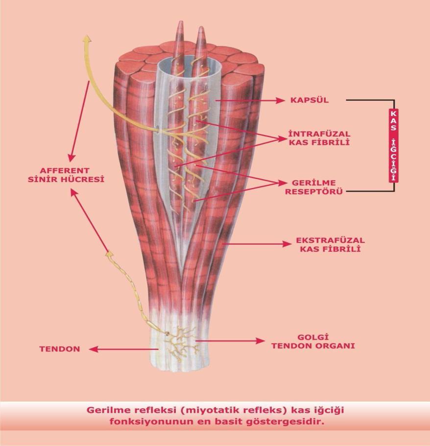 11 Resim 2.2. Kas iğciği ve golgi tendon organı [4]. Gerilme refleksi (miyotatik refleks) kas iğciği fonksiyonunun en basit göstergesidir.