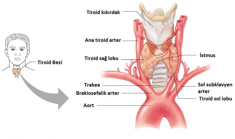 2. GENEL BİLGİLER 2.1. Tiroid Hormon Sentezi ve Fizyolojisi 2.1.1. Tiroid Bezi Anatomisi Tiroid bezi boyunda, trakeanın önünde, krikoid kıkırdak ve suprasternal çentik arasında yerleşmiştir.