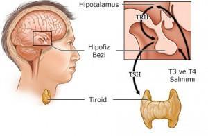 2.1.2. Tiroid Hormonları ve Salgılanma Mekanizmaları Tiroid aksı, tiroidin çalışmasını düzenler ve dokulara yeterli hormonun ulaşmasını sağlar.