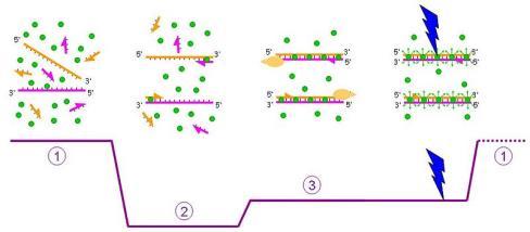 sekans spesifik probların kullanımı 1) Çift zincirli DNA ya bağlanan, spesifik olmayan floresan boya kullanımı Çift zincirli DNA ya bağlandığında floresan özellik gösteren bir boya kullanılır.