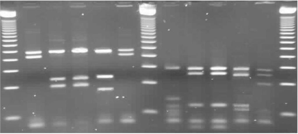 μl 5X buffer 2,5 μl dh 2 O 12,0 μl PZT ürünü 10,0 μl