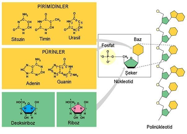 A, G, C ve T bazları DNA da bulunur. RNA da ise T yerine U vardır.