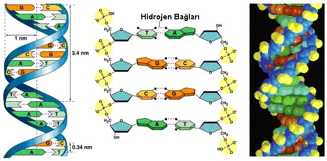 5 3 3 5 Adenin ile Timin ve Guanin ile Sitozin eşleşir. DNA da pürinlerin sayısı pirimidinlerin sayısına eşittir.