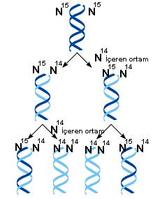 DNA nın yarı korunumlu eşlenmesi Meselson ve Stahl DNA nın yarı korunumlu eşlendiğini ispatlamışlardır.