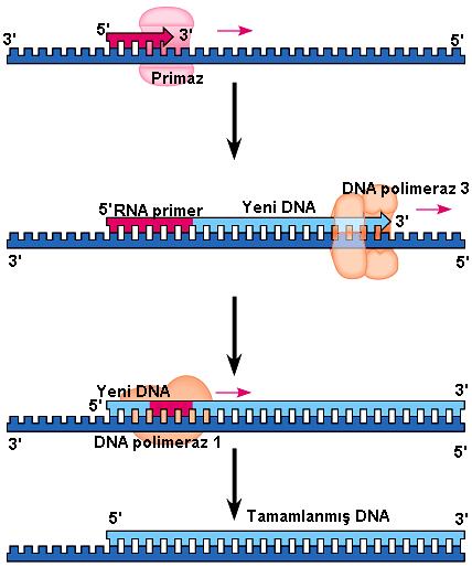R e p l i k a s y o n u n başlayabilmesi için önce DNA çift zincir sarmalının açılması gerekir bu HELİKAZ denen bir enzim tarafından gerçekleştirilir.