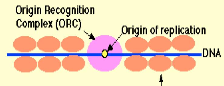 Başlangıç noktaları özel nukleotid dizilerinden oluşur ( A ve T den zengin tekrarlayan nukleotid dizileri) ve diziye özel olan DNA ya bağlanan proteinler = başlatıcı proteinler tarafından tanınır.