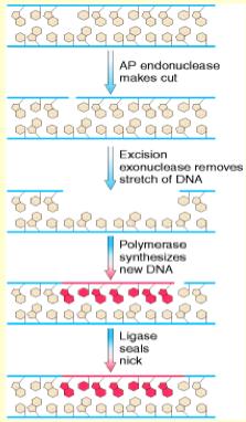 DNA tamir mekanizmasında ki ( örneğin deaminasyon için) işlem dizisi sırası ile; 1. Anormal bazın tanınması; N- glikozilaz enzimi ile 2.