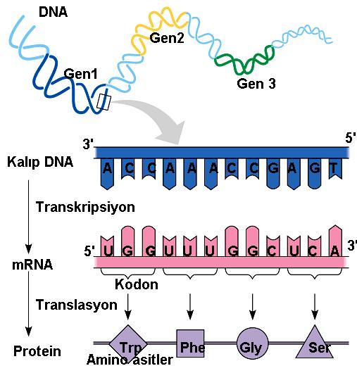 DNA üzerinde yer alan belli nükleoititlik birimlere gen denir. Genlerde bulunan her üç nükleotit bir aminoasitin şifresidir.