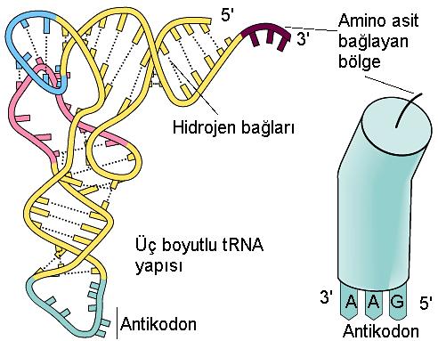PROTEİN SENTEZİ Protein sentezi sırasında mrna dan başka trna da devreye girer. mrna daki nükleotitlere uygun trna lar ribozoma getirilir.