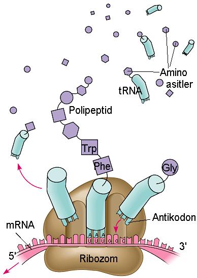 Protein sentezi için trna lar uygun amino asitleri enzimler yardımıyla alırlar. Protein sentezi ribozomun kontrolüyle gerçekleştirilir.