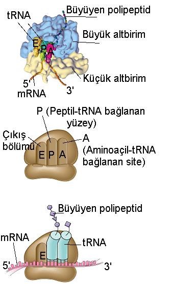 RİBOZOMLAR Ribozomlar protein sentezinin yapıldığı mrna ile trna lar arasındaki bağlantının kurulduğu organellerdir.