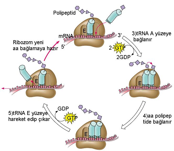 PROTEİN SENTEZİ Ribozom mrna üzerinde 5 à 3 yönünde hareket eder. Yeni trna lar A yüzeyine bağlanır. 2 GTP harcanarak aa ile protein arasında peptid bağı kurulur.