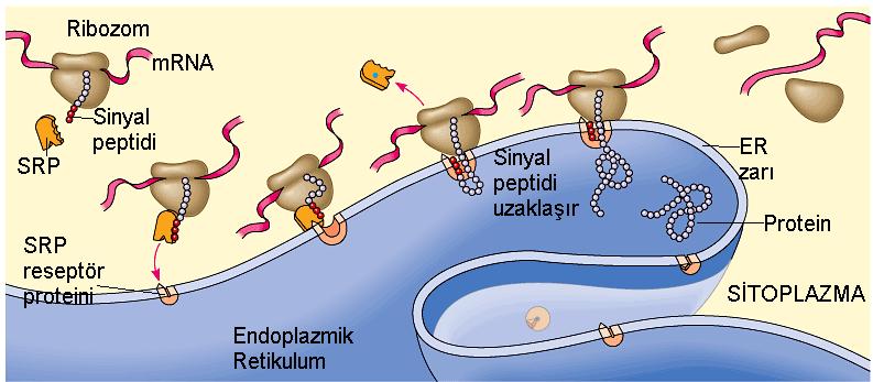 PROTEİN SENTEZİ Ribozomların hepsinde protein sentezi sitoplazmada serbest haldeyken başlar. Sentez ilerlerken ER ye bağlanma gerçekleşir.