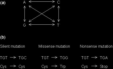 Tek baz değişimli gen mutasyonları Sessiz