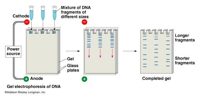 PCR ANALIZI