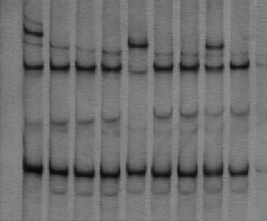 Bilinmeyen Mutasyonların Belirlenmesi SSCP jel, amplifiye