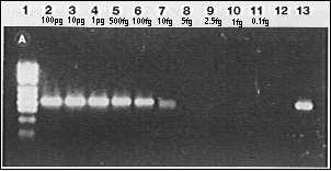 Patojenlerin Saptanması PCR ile amplifiye M.
