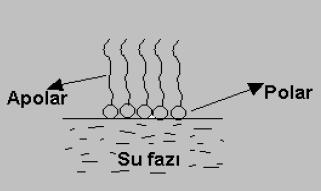 Şekil 2.3. Baş ve kuyruk kısım Şekil 2.4. Hava-su ara yüzeyi Pek çok maddede hidrofobik kısım, 8-12 karbondan oluşan, düz veya çok az dallanmış bir hidrokarbondur. C 12 H 25 -, C 9 H 19.