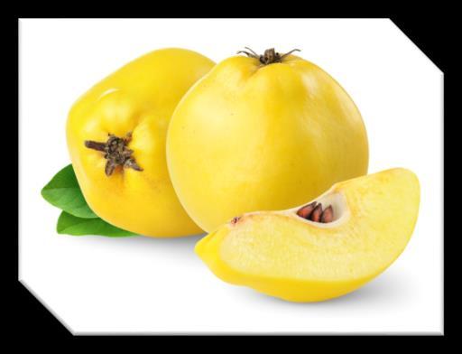 Ayva Çekirdeği Ayva Batı Asya civarında yetişen bir tür meyvedir; Suriye Afganistan İran Dagıstan Antalya PUNTO Bilimsel ismi Cydonia oblonga olarak bilinir.