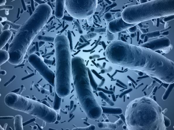 Clostridium difficile Anaerop Gram-pozitif Sporlu Toksinli Klinik spektrum; diyare,