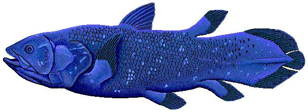 Yaşayan fosil: Lob yüzgeçli Coelacanth Coelacanth denizel ortamda yaşayan lob yüzgeçli balıklardır bu balıklar orta Devonyen boyunca evrimleşmiştir ve Cretaceous sonlarında