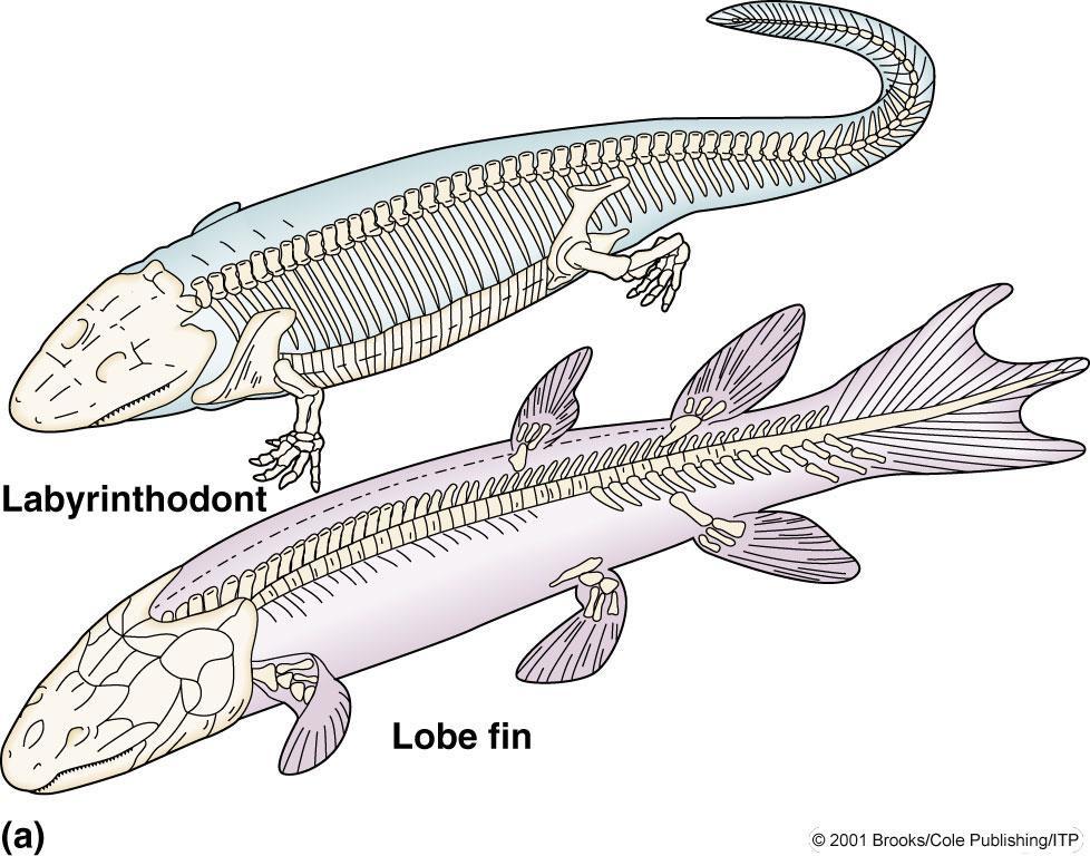 Balık/Amfibi Karşılaştırması Crossopterygian lop yüzgeçli balık ve