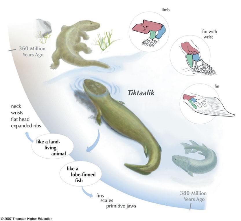 Sağda bulunan diyagram Tiktaalik roseae nın lop yüzgeçli balıklar ile