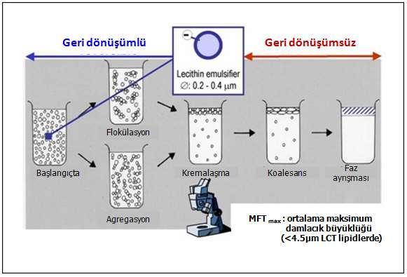 Lipid