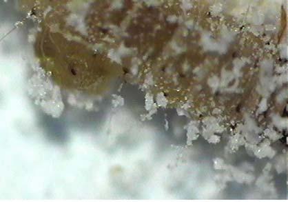 a b Şekil 4.4. Konukçu Ephestia kuehniella üzerinde yetiştirilen Chelonus oculator larvası (a) ve kokon içindeki pupası (b).