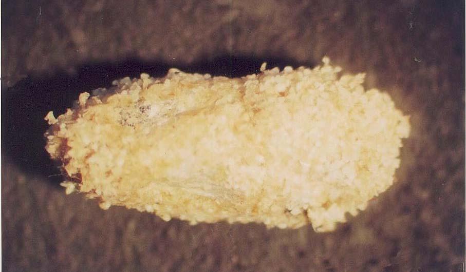 Parazitizmin etkisiyle vaktinden önce prepupa olmuş S. littoralis larvaları kokon örmekte ve parazitoid larvaları, bu korunaklı yapının içerisinde gelişmelerini tamamlamaktadır (şekil 4.13).