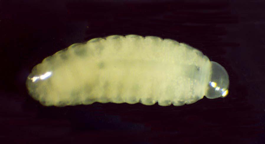 Parazitli Spodoptera littoralis kokonu Chelonus cinsine ait diğer türler üzerinde yapılan çalışmalara dayanarak konukçunun erken prepupa dönemine girmesiyle, parazitoidin de II.