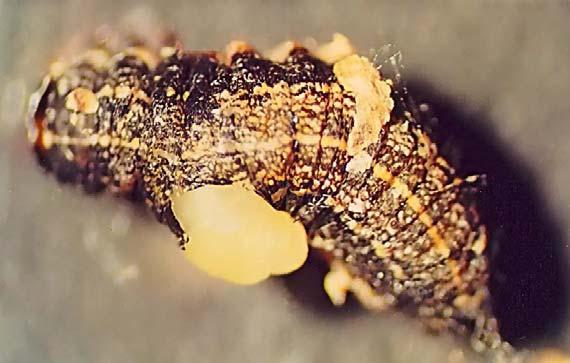 C. oculator larva dönemlerinin çoğunu konukçu vücudu içerisinde geçirmesine karşın, III. dönemin sonunda konukçu vücudunu abdomenin 1-2.