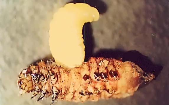 larva dönemini de böylece tamamlamaktadır (şekil 4.15 ve 16).