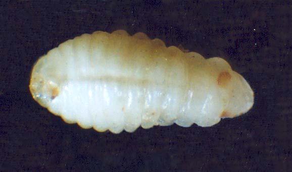 Prepupa beyazımsı sarı renkte (şekil 4.18) olup, pupa olmak üzere deri değiştirirken abdomen sonuna doğru kahverengi bir boşaltım yapar.