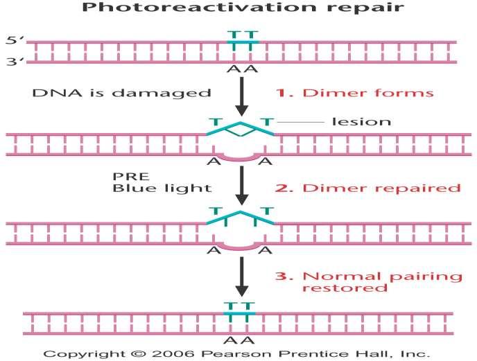 Diğer fotoreaktivasyon çalışmaları, sistemin fotoreaktivasyon enzimi (FRE) olarak adlandırılan bir proteinin aktivitesine bağımlı olduğunu