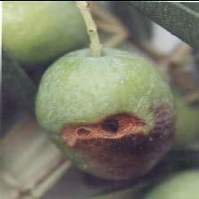larva döneminden sonra çok oburca beslenmekte ve zeytin yapraklarının tamamını tüketmektedir. Özellikle son dönem larvanın zararı çok önemlidir.