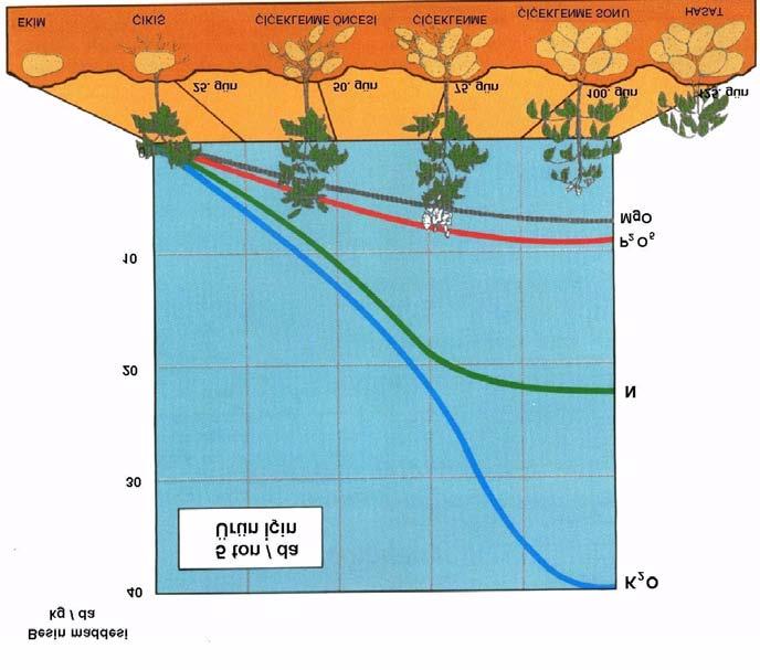Şekil-7: Patates bitkisinin farklı gelişme dönemlerinde topraktan kaldırdığı besin maddesi alınım seyri 140-150 günlük gelişme dönemine sahip patates bitkisinin besin maddesi alınım hızı ve oranı