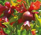 Tasarımlarda, bitkilerin değerlendirilmesinde bitkinin renk etkisi formu ve ölçüsü önemlidir.