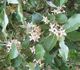 75 Ayva - (Cydonia vulgaris) Ayva (Cydonia vulgaris Pers.), Rosaceae familyasının Cydonia cinsine girer.