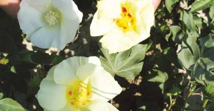 10 [Tetranychus cinnabarinus (Boisd.), T. urticae Koch.], tütün beyazsineği (Bemisia tabaci L.) ve yeşil kurt [Helicoverpa armigera (Hbn.)] gelmektedir.