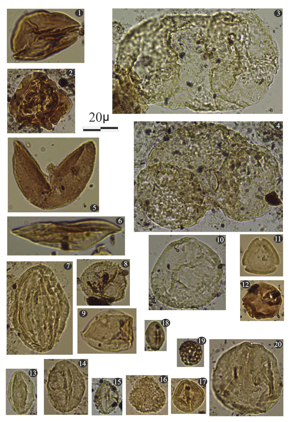 Erken-Orta Miyosen Yaşlı Kömürlü Tortulların Paleoekolojisi: Uşak-Güre ve Soma Havzalarından Örnekler LEVHA 2 (Tüm örnekler Arabacıbozköy lokasyonuna aittir. ler için ölçek 20µm) 1. Lygodium, 2.